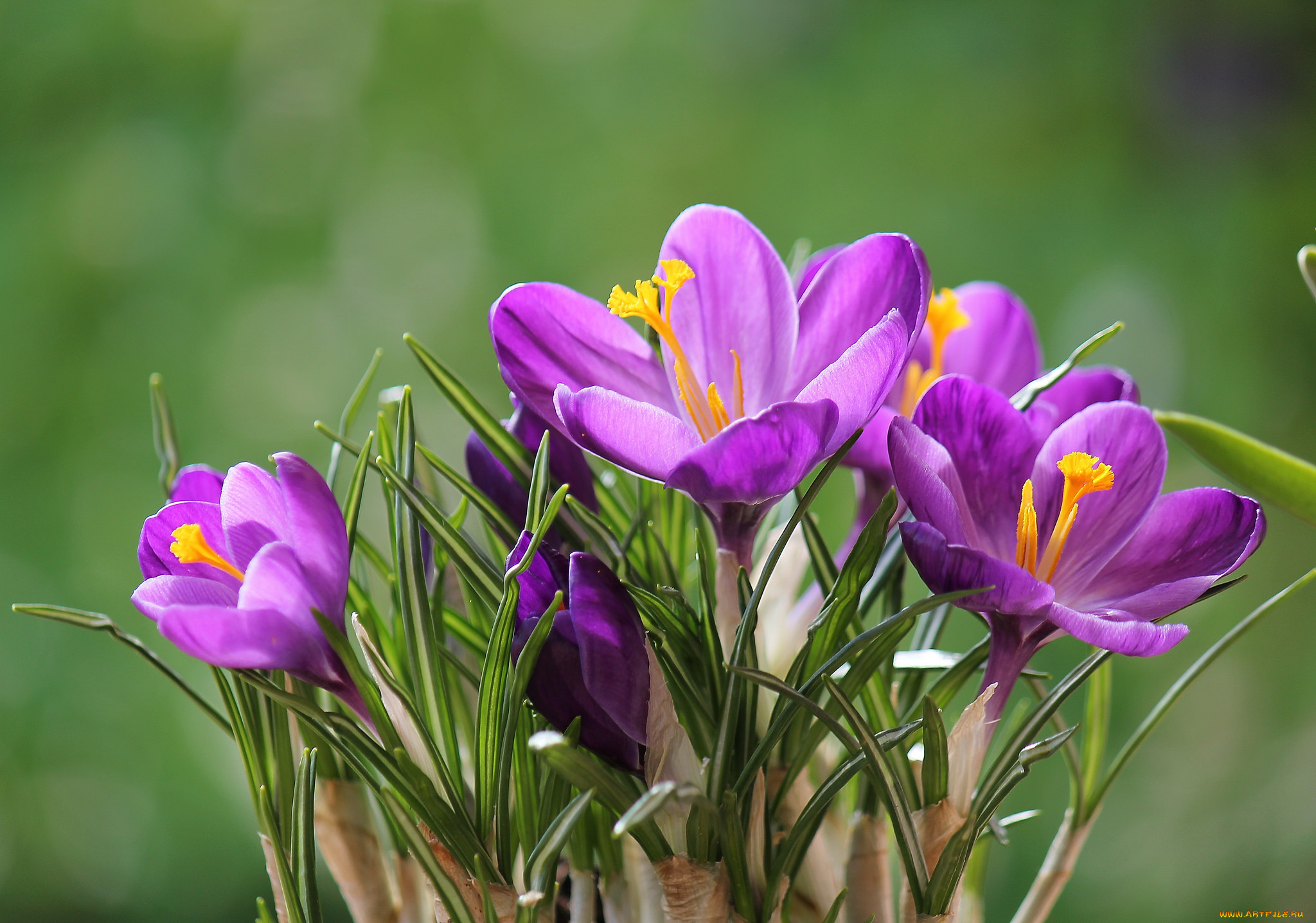 Картинки на заставку весенние цветы. Крокус Шафран. Шафран цветок. Весенний Шафран Шафран. Весенние цветы Шафран.